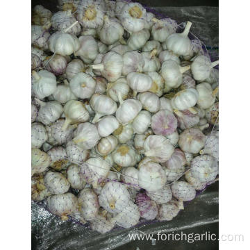 2019 New Season Fresh Garlic